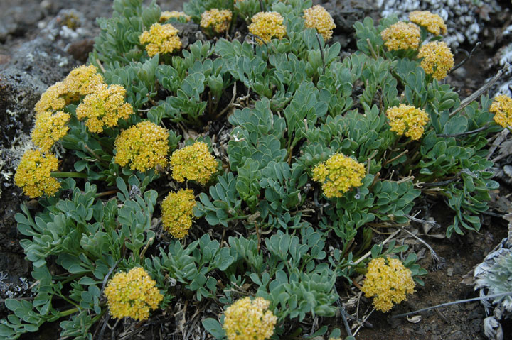 Photo: Yukon Podistera