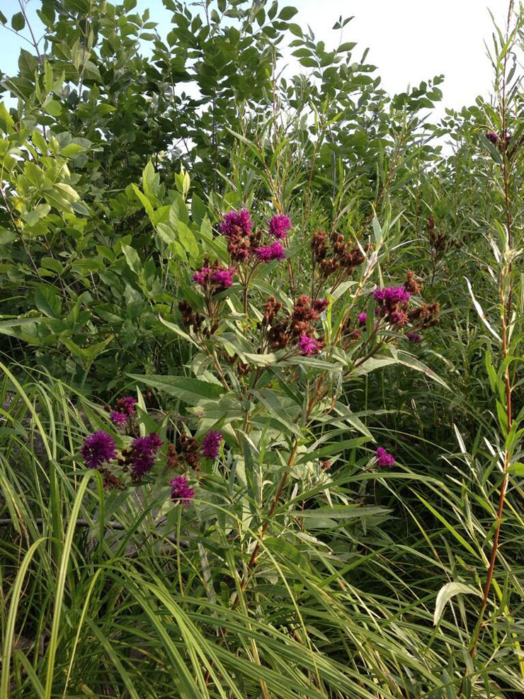 Photo of the flower-bearing stems of the Fascicled Ironweed