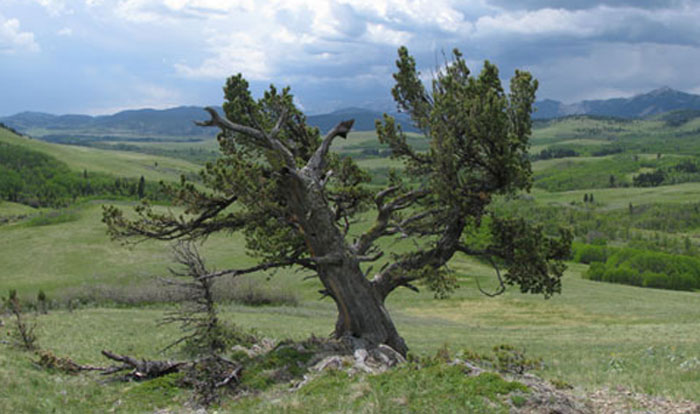 Photograph of a mature Limber Pine growing on a rocky, exposed site.