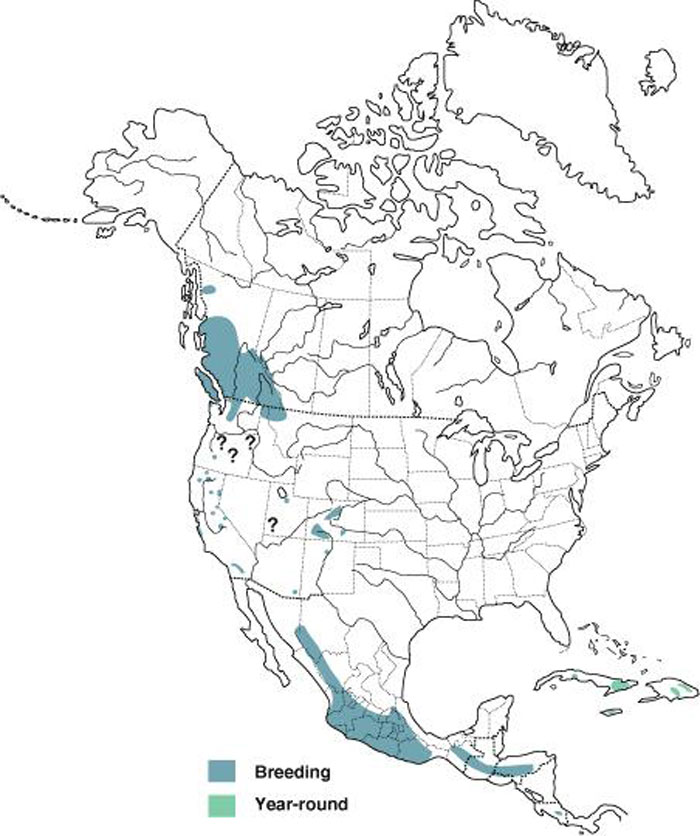 Distribution map for Black Swift