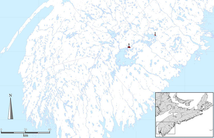 Distribution of Tall Beakrush