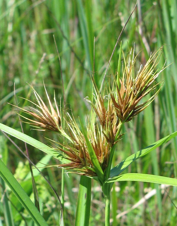Photo : Rhynchospore à gros épillets