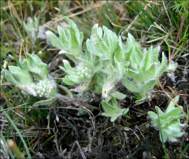 Dwarf Woolly-heads