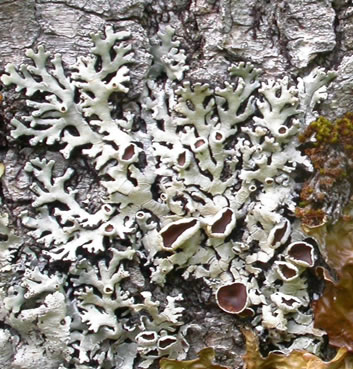 Photo: Black Form Lichen