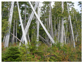 Figure 5 is a photograph of one possible habitat type for the species; western red cedar and western hemlock old-growth forest.