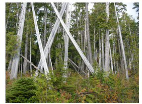 Parcelle résiduelle de vieille forêt de thuya géant et de pruche de l'Ouest au ruisseau Noyse Nord, à l'extérieur de Port Renfrew. 
