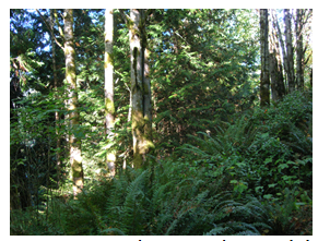 Figure 6 is a photograph of one possible habitat type for the species; moist second-growth habitat with red alder and bigleaf maple.