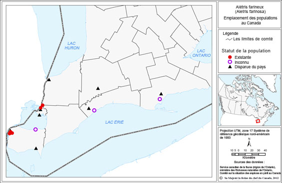 La figure 2 illustre l'aire de répartition canadienne de l'alétris farineux; on y voit l'emplacement des populations existantes, inconnues et disparues dans le sud de l'Ontario.