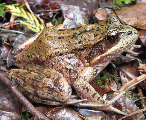 Northern Red-legged Fro
