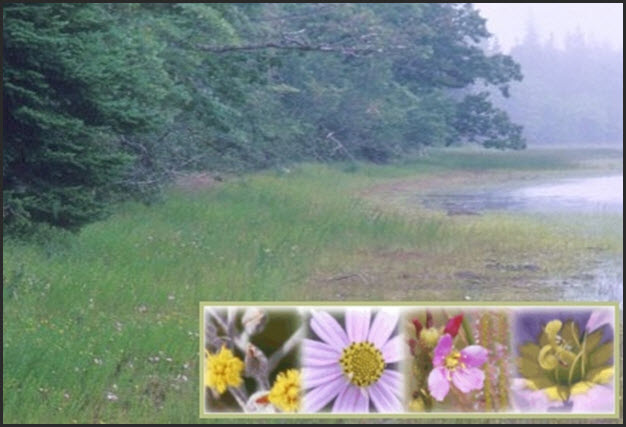Multiple species of Atlantic Coastal Plain flora