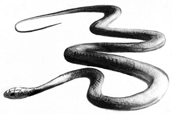 Figure 1. Illustration d’une couleuvre agile à ventre jaune, Coluber constrictor, par Kym Welstead