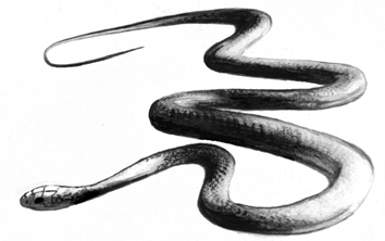 Eastern and Western Yellow-bellied Racers