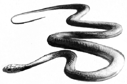 Couleuvres agiles à ventre jaune de l’Est et de l’Ouest