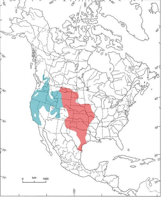 Figure 2. Répartition des couleuvres agiles C. c. flaviventris et C. c. mormon en Amérique du Nord