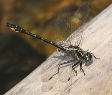 Photo: Rapids Clubtail