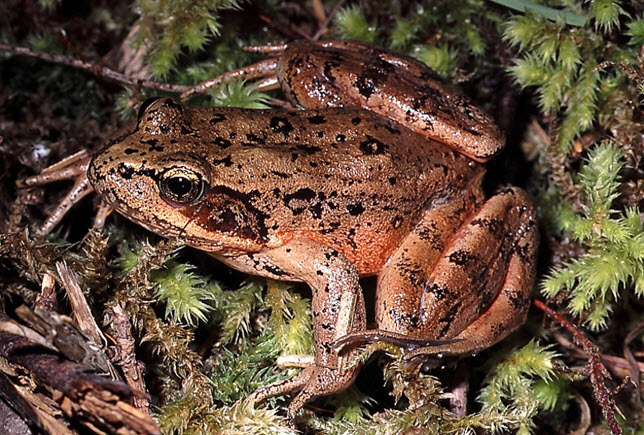 Illustration of a Northern Red-legged Frog, Rana aurora (lateral view).