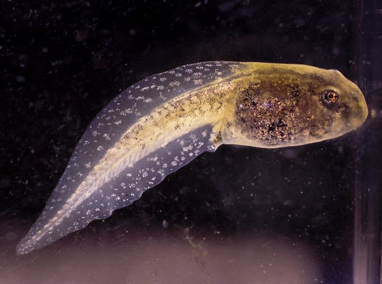 The tadpole (lateral view).
