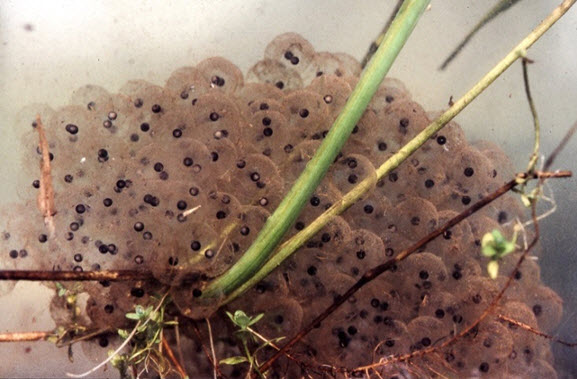 An egg mass of a Northern Red-legged Frog