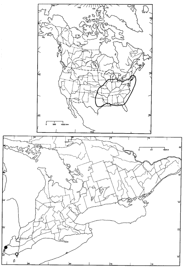Figure 2.  Global range (above) and Ontariodistribution of slender bush-clover (from Gillett (1984) in Argus et al. 1982-1987). Solid black symbol in Ontario map represents the two Windsor localities; the open circle indicates the original historic location at Leamington.