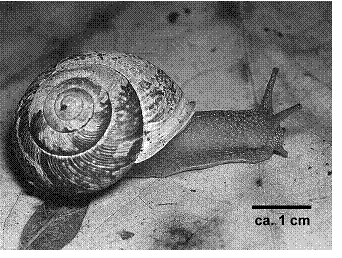 OregonForestsnail