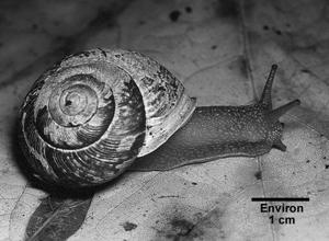 escargot-forestier de Townsend