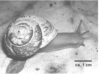 Figure 2.&nbsp; Living animal of Allogona townsendiana (British Columbia)