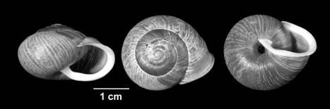 Figure 1. Coquille d’Allogona townsendiana(spécimen du Washington, É.-U.)