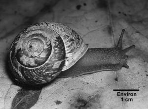 Figure 2. Spécimen vivant d’Allogona townsendiana (Colombie-Britannique)