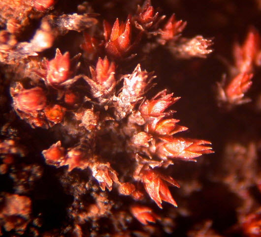 Photo d'un érythrophylle du Columbia