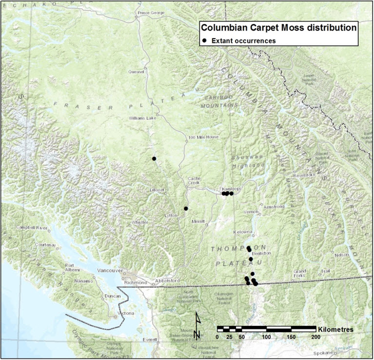 The distribution of Columbian Carpet Moss in Canada.