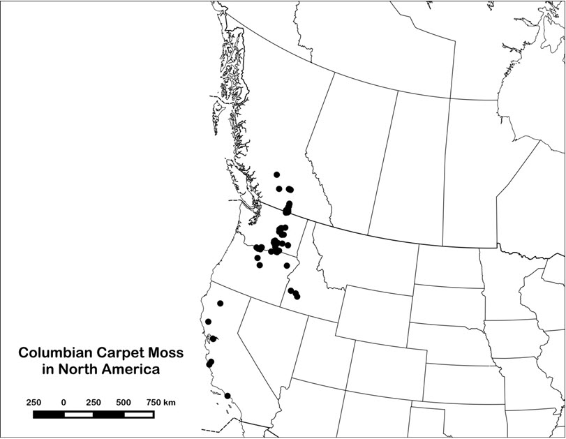 The distribution of Columbian Carpet Moss in Canada.