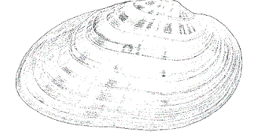 ptychobranche réniforme (Ptychobranchus fasciolaris)