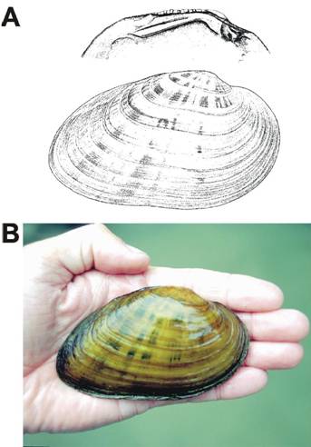 Figure 1. A) Dessin au trait des caractéristiques externes de la coquille et des caractéristiques internes de la valve gauche (dents de la charnière) du Ptychobranchus fasciolaris. Tiré de Burch (1973). B) Photographie d’un spécimen vivant provenant de la rivière Sydenham (Ontario). Photo de S.K. Staton, INRE.