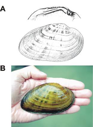 Figure 1. (A) Line drawings of the external features of the shell and internal features of the left valve (hinge teeth) of Ptychobranchus fasciolaris. Reproduced from Burch (1973). (B) Photograph of a live specimen from the Sydenham River Ontario. Photo credit: S.K. Staton, NWRI.