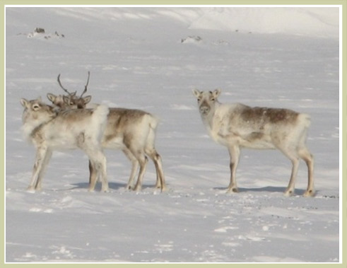 Photo of Dolphin and Union Caribou