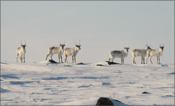 Photo of Dolphin and Union Caribou near High Lake