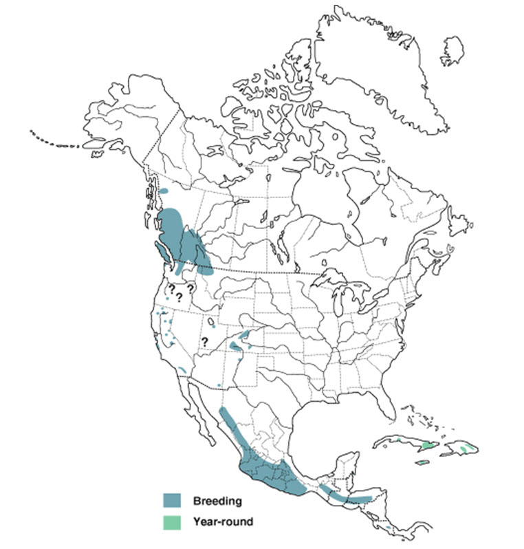 Distribution map for Black Swift showing breeding and non-breeding range