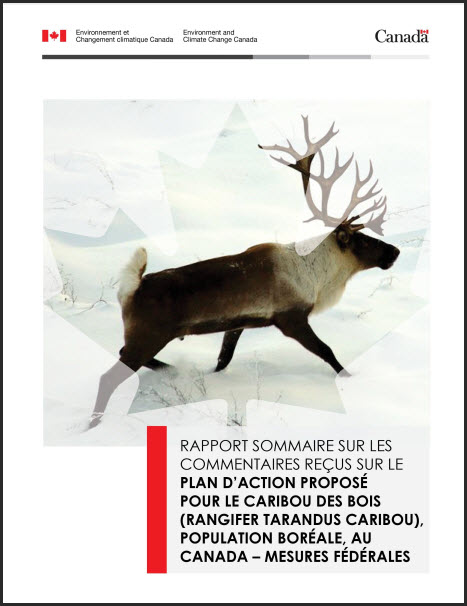 Caribou des bois, population boréale
