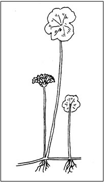 The Water-pennywort.