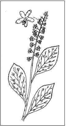 The Sweet Pepperbush.