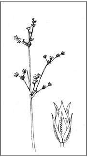 The New Jersey Rush.