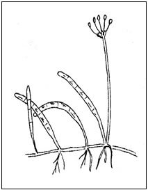 The Eastern Lilaeopsis.