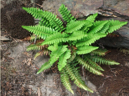 Photo of Cliff Paintbrush