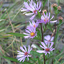 Image of a Anticosti Aster flower