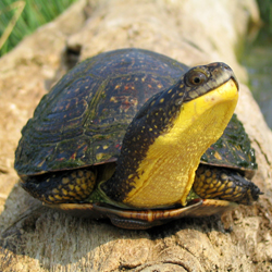 Blanding's Turtle on a log