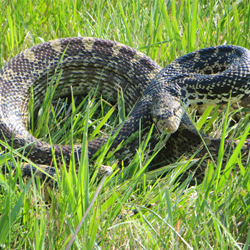 Image of a Bullsnake in green grass