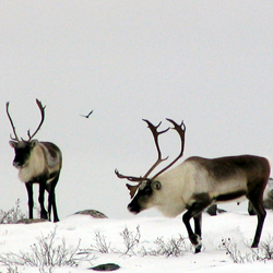 Image of Caribou