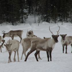Image of Caribou