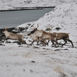 Image of Caribou