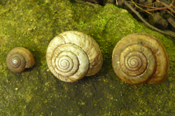 Image of Eastern Banded Tigersnail on a rock